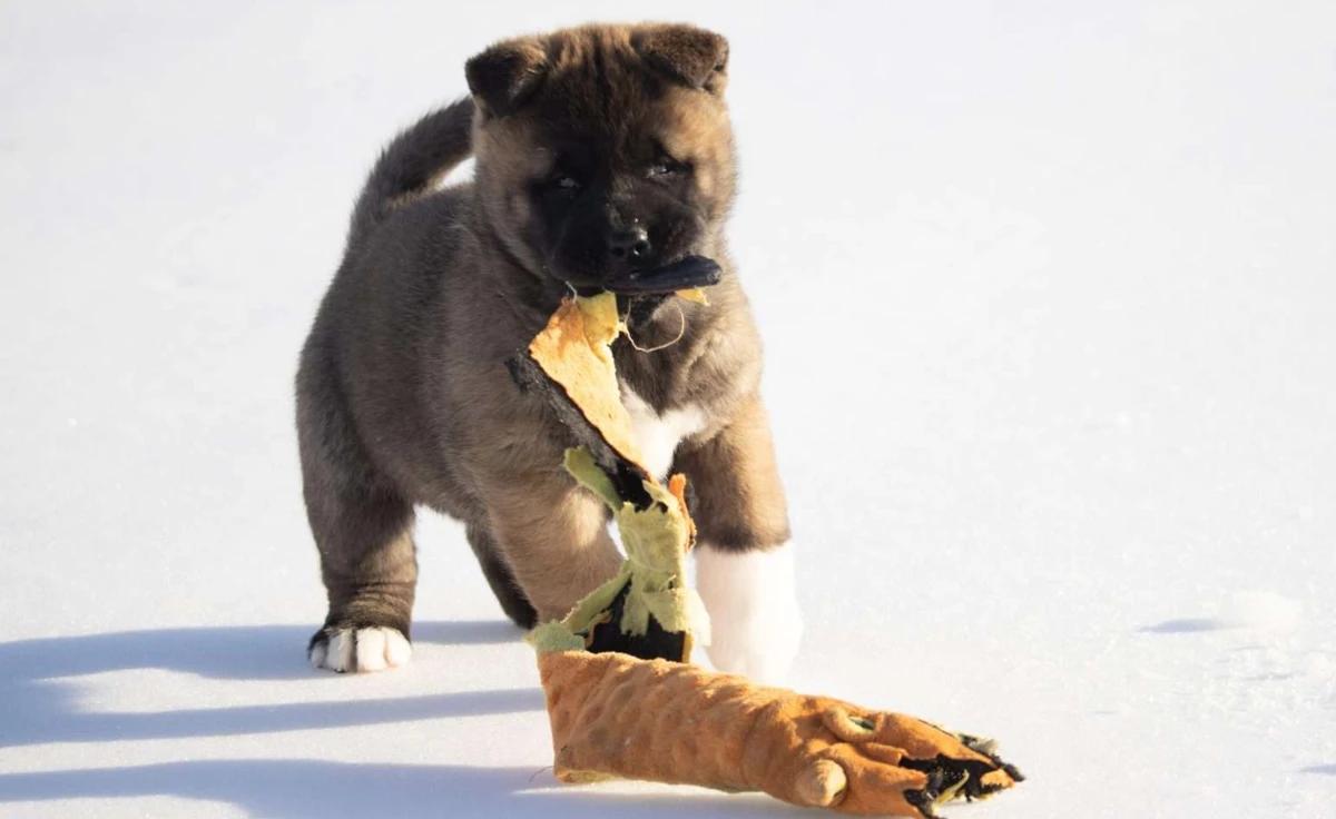 Huk — filhote de Akita Inu disponível em São Paulo