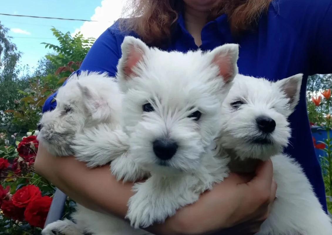 Bela — filhote de West Highland White Terrier disponível em São Paulo