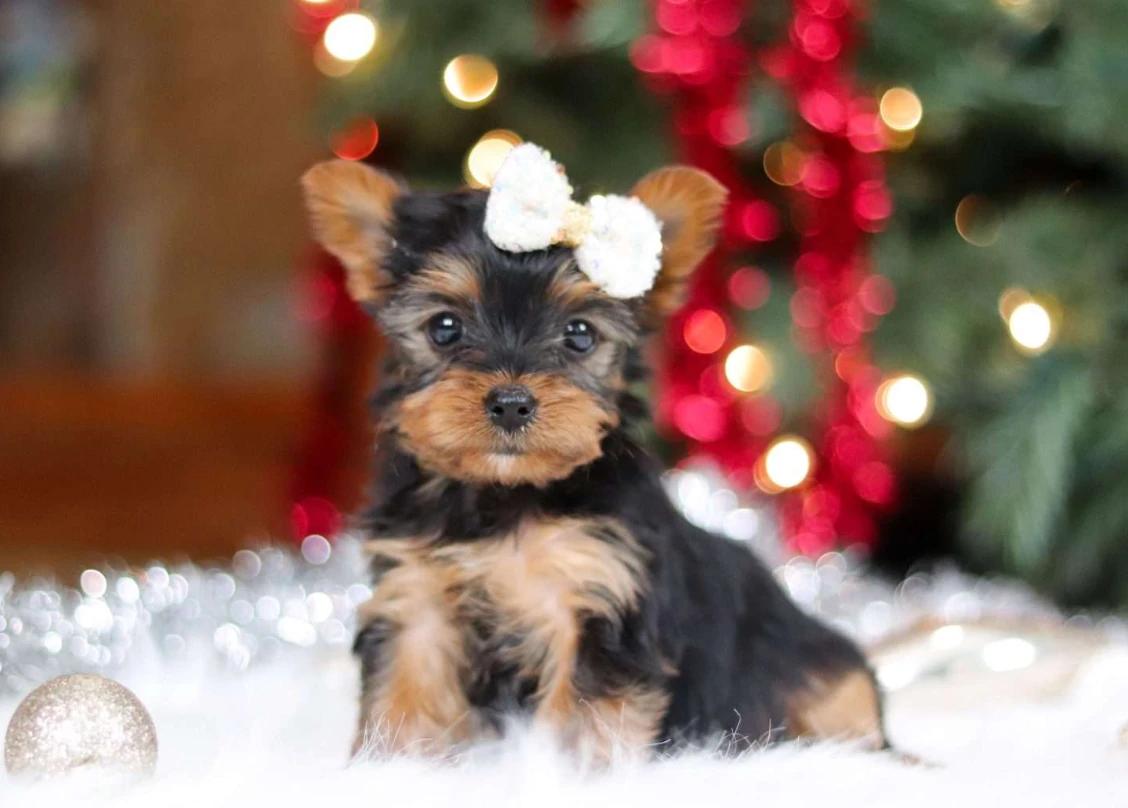 Filhote de Yorkshire Terrier 5