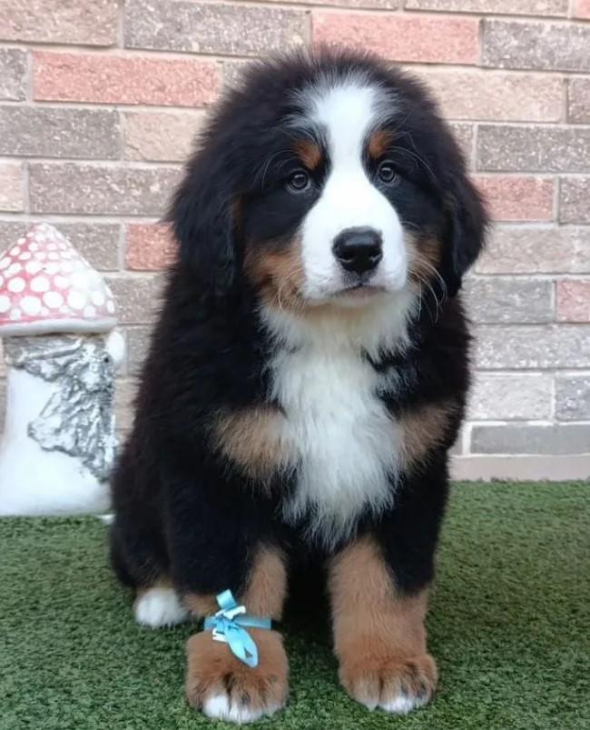 Bernese Mountain Dog