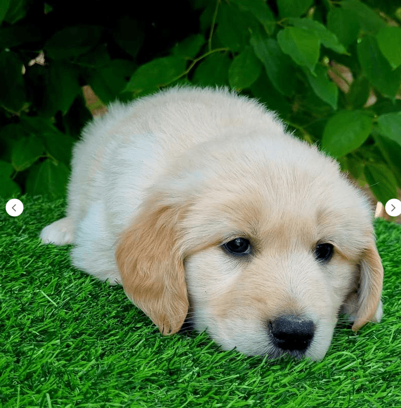 Golden Retriever