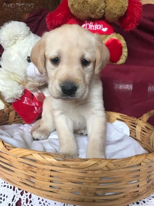 Labrador Retriever