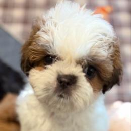 Shih Tzu