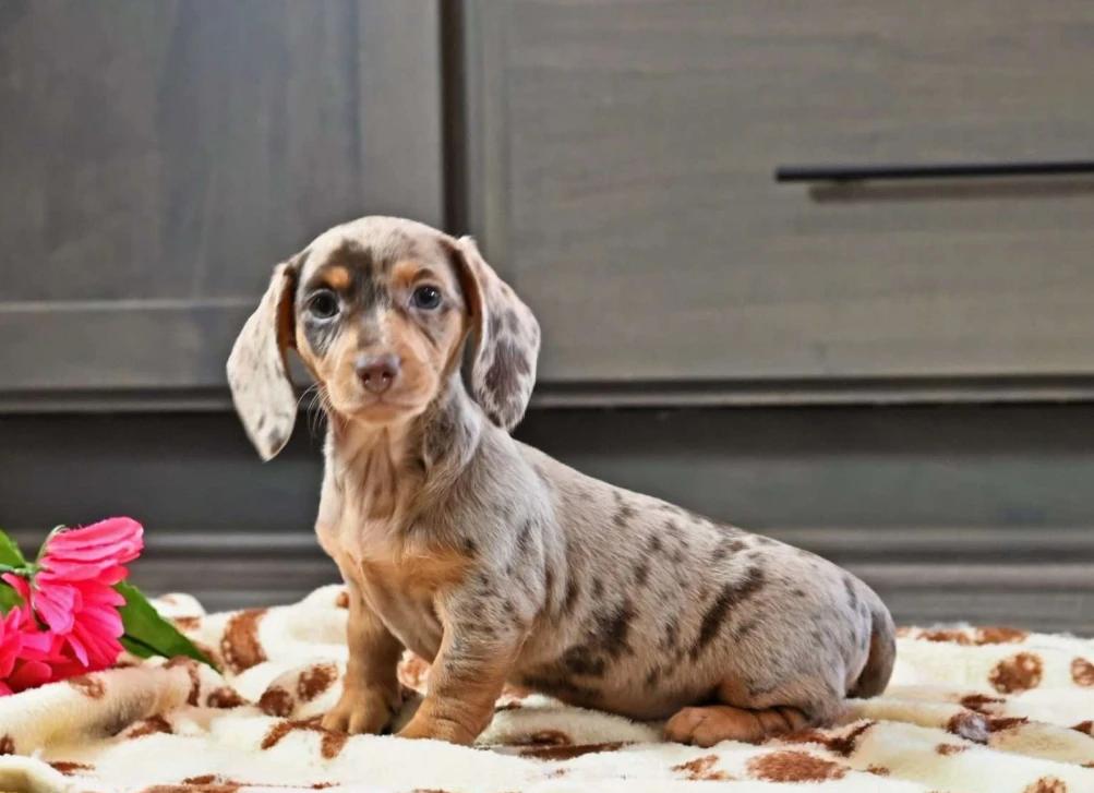 Linda — Dachshund