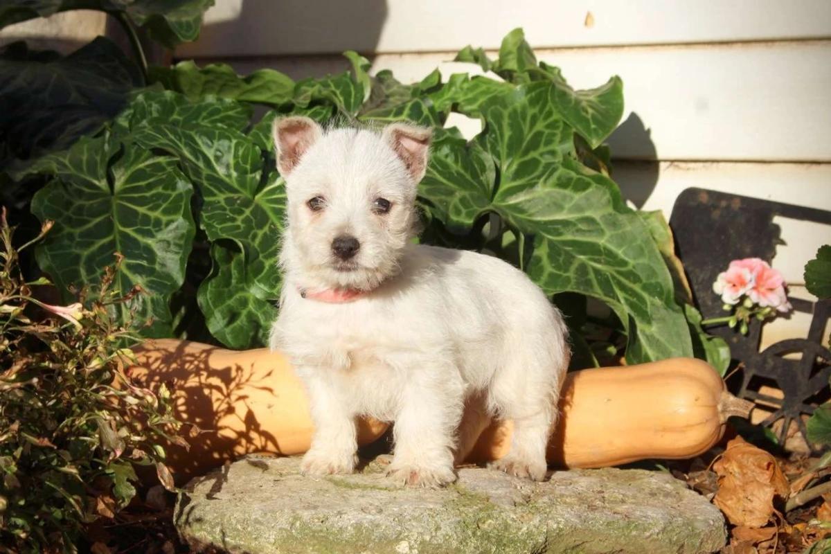 West Highland White Terrier