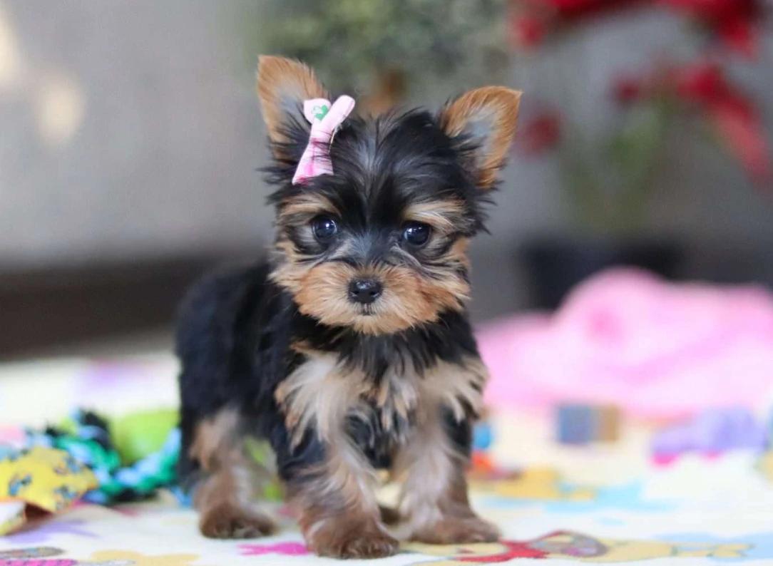 Filhote de Yorkshire Terrier — filhote de Yorkshire Terrier disponível em São Paulo